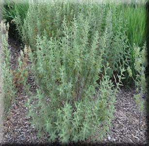 Utah Native Plants